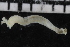  ( - ZMBN_106936)  @11 [ ] CreativeCommons - Attribution Non-Commercial Share-Alike (2016) University of Bergen University of Bergen, Natural History Collections