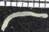  ( - ZMBN_106937)  @11 [ ] CreativeCommons - Attribution Non-Commercial Share-Alike (2016) University of Bergen University of Bergen, Natural History Collections