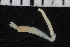 ( - ZMBN_106938)  @11 [ ] CreativeCommons - Attribution Non-Commercial Share-Alike (2016) University of Bergen University of Bergen, Natural History Collections