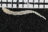  ( - ZMBN_106939)  @11 [ ] CreativeCommons - Attribution Non-Commercial Share-Alike (2016) University of Bergen University of Bergen, Natural History Collections