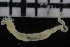  ( - ZMBN_106940)  @11 [ ] CreativeCommons - Attribution Non-Commercial Share-Alike (2016) University of Bergen University of Bergen, Natural History Collections