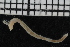 ( - ZMBN_106941)  @11 [ ] CreativeCommons - Attribution Non-Commercial Share-Alike (2016) University of Bergen University of Bergen, Natural History Collections