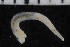  ( - ZMBN_106942)  @11 [ ] CreativeCommons - Attribution Non-Commercial Share-Alike (2016) University of Bergen University of Bergen, Natural History Collections