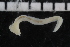  ( - ZMBN_106943)  @11 [ ] CreativeCommons - Attribution Non-Commercial Share-Alike (2016) University of Bergen University of Bergen, Natural History Collections