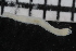  ( - ZMBN_106944)  @11 [ ] CreativeCommons - Attribution Non-Commercial Share-Alike (2016) University of Bergen University of Bergen, Natural History Collections