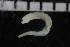  ( - ZMBN_106945)  @11 [ ] CreativeCommons - Attribution Non-Commercial Share-Alike (2016) University of Bergen University of Bergen, Natural History Collections