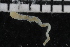  ( - ZMBN_106946)  @11 [ ] CreativeCommons - Attribution Non-Commercial Share-Alike (2016) University of Bergen University of Bergen, Natural History Collections