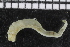  ( - ZMBN_106951)  @11 [ ] CreativeCommons - Attribution Non-Commercial Share-Alike (2016) University of Bergen University of Bergen, Natural History Collections