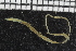  ( - ZMBN_106958)  @11 [ ] CreativeCommons - Attribution Non-Commercial Share-Alike (2016) University of Bergen University of Bergen, Natural History Collections