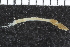  ( - ZMBN_106959)  @11 [ ] CreativeCommons - Attribution Non-Commercial Share-Alike (2016) University of Bergen University of Bergen, Natural History Collections