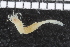 ( - ZMBN_106960)  @11 [ ] CreativeCommons - Attribution Non-Commercial Share-Alike (2016) University of Bergen University of Bergen, Natural History Collections