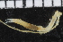  ( - ZMBN_106961)  @11 [ ] CreativeCommons - Attribution Non-Commercial Share-Alike (2016) University of Bergen University of Bergen, Natural History Collections
