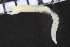  (Ampharete sp. WA8 - ZMBN_106962)  @11 [ ] CreativeCommons - Attribution Non-Commercial Share-Alike (2016) University of Bergen University of Bergen, Natural History Collections