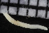  ( - ZMBN_106964)  @11 [ ] CreativeCommons - Attribution Non-Commercial Share-Alike (2016) University of Bergen University of Bergen, Natural History Collections