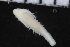  ( - ZMBN_106965)  @11 [ ] CreativeCommons - Attribution Non-Commercial Share-Alike (2016) University of Bergen University of Bergen, Natural History Collections