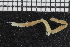  (Ampharete sp. WA9 - ZMBN_106966)  @11 [ ] CreativeCommons - Attribution Non-Commercial Share-Alike (2016) University of Bergen University of Bergen, Natural History Collections