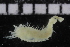  (Ampharete sp. WA2 - ZMBN_106967)  @11 [ ] CreativeCommons - Attribution Non-Commercial Share-Alike (2016) University of Bergen University of Bergen, Natural History Collections