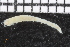  ( - ZMBN_106970)  @11 [ ] CreativeCommons - Attribution Non-Commercial Share-Alike (2016) University of Bergen University of Bergen, Natural History Collections