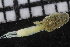  ( - ZMBN_106972)  @11 [ ] CreativeCommons - Attribution Non-Commercial Share-Alike (2016) University of Bergen University of Bergen, Natural History Collections