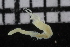  ( - ZMBN_106973)  @11 [ ] CreativeCommons - Attribution Non-Commercial Share-Alike (2016) University of Bergen University of Bergen, Natural History Collections
