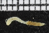  ( - ZMBN_106974)  @11 [ ] CreativeCommons - Attribution Non-Commercial Share-Alike (2016) University of Bergen University of Bergen, Natural History Collections