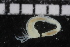  ( - ZMBN_106976)  @11 [ ] CreativeCommons - Attribution Non-Commercial Share-Alike (2016) University of Bergen University of Bergen, Natural History Collections