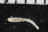  ( - ZMBN_106977)  @11 [ ] CreativeCommons - Attribution Non-Commercial Share-Alike (2016) University of Bergen University of Bergen, Natural History Collections