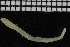  ( - ZMBN_106983)  @11 [ ] CreativeCommons - Attribution Non-Commercial Share-Alike (2016) University of Bergen University of Bergen, Natural History Collections
