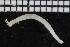  ( - ZMBN_106985)  @11 [ ] CreativeCommons - Attribution Non-Commercial Share-Alike (2016) University of Bergen University of Bergen, Natural History Collections