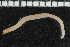  ( - ZMBN_106986)  @11 [ ] CreativeCommons - Attribution Non-Commercial Share-Alike (2016) University of Bergen University of Bergen, Natural History Collections