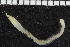  ( - ZMBN_106987)  @11 [ ] CreativeCommons - Attribution Non-Commercial Share-Alike (2016) University of Bergen University of Bergen, Natural History Collections
