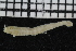  (Pterampharete - ZMBN_106988)  @11 [ ] CreativeCommons - Attribution Non-Commercial Share-Alike (2016) University of Bergen University of Bergen, Natural History Collections