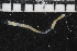  (Zatsepinia sp. WA1 - ZMBN_106991)  @11 [ ] CreativeCommons - Attribution Non-Commercial Share-Alike (2016) University of Bergen University of Bergen, Natural History Collections