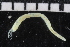  ( - ZMBN_106992)  @11 [ ] CreativeCommons - Attribution Non-Commercial Share-Alike (2016) University of Bergen University of Bergen, Natural History Collections