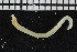  ( - ZMBN_107002)  @11 [ ] CreativeCommons - Attribution Non-Commercial Share-Alike (2016) University of Bergen University of Bergen, Natural History Collections