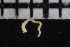  ( - ZMBN_107015)  @11 [ ] CreativeCommons - Attribution Non-Commercial Share-Alike (2016) University of Bergen University of Bergen, Natural History Collections