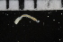  ( - ZMBN_107017)  @11 [ ] CreativeCommons - Attribution Non-Commercial Share-Alike (2016) University of Bergen University of Bergen, Natural History Collections