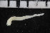  ( - ZMBN_107018)  @11 [ ] CreativeCommons - Attribution Non-Commercial Share-Alike (2016) University of Bergen University of Bergen, Natural History Collections