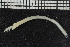  (Melinna sp. WA1 - ZMBN_107021)  @11 [ ] CreativeCommons - Attribution Non-Commercial Share-Alike (2016) University of Bergen University of Bergen, Natural History Collections