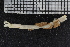  ( - ZMBN_107022)  @11 [ ] CreativeCommons - Attribution Non-Commercial Share-Alike (2016) University of Bergen University of Bergen, Natural History Collections