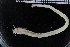 ( - ZMBN_107023)  @11 [ ] CreativeCommons - Attribution Non-Commercial Share-Alike (2016) University of Bergen University of Bergen, Natural History Collections