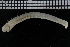  ( - ZMBN_107024)  @11 [ ] CreativeCommons - Attribution Non-Commercial Share-Alike (2016) University of Bergen University of Bergen, Natural History Collections