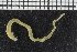  ( - ZMBN_107025)  @11 [ ] CreativeCommons - Attribution Non-Commercial Share-Alike (2016) University of Bergen University of Bergen, Natural History Collections