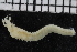  ( - ZMBN_107026)  @11 [ ] CreativeCommons - Attribution Non-Commercial Share-Alike (2016) University of Bergen University of Bergen, Natural History Collections
