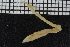  ( - ZMBN_107027)  @11 [ ] CreativeCommons - Attribution Non-Commercial Share-Alike (2016) University of Bergen University of Bergen, Natural History Collections