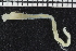  ( - ZMBN_107028)  @11 [ ] CreativeCommons - Attribution Non-Commercial Share-Alike (2016) University of Bergen University of Bergen, Natural History Collections