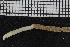  ( - ZMBN_107029)  @11 [ ] CreativeCommons - Attribution Non-Commercial Share-Alike (2016) University of Bergen University of Bergen, Natural History Collections