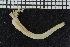  ( - ZMBN_107030)  @11 [ ] CreativeCommons - Attribution Non-Commercial Share-Alike (2016) University of Bergen University of Bergen, Natural History Collections