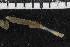  (Ampharete sp. WA6 - ZMBN_107032)  @11 [ ] CreativeCommons - Attribution Non-Commercial Share-Alike (2016) University of Bergen University of Bergen, Natural History Collections