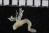 (Isolda - ZMBN_107034)  @11 [ ] CreativeCommons - Attribution Non-Commercial Share-Alike (2016) University of Bergen University of Bergen, Natural History Collections